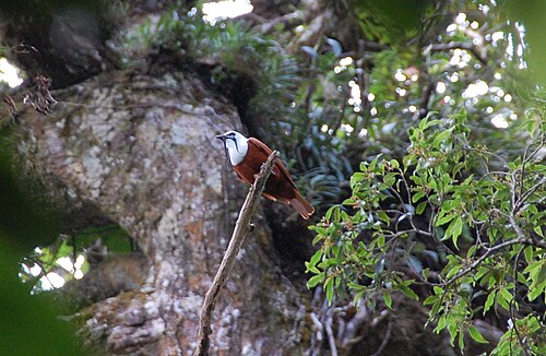 Three-wattled bellbird
